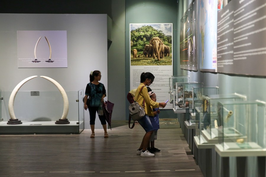 Myanmar children discover wonders of elephants on International Museum Day