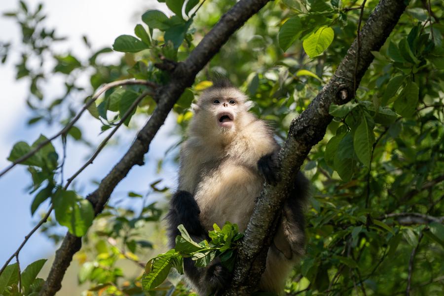 EcoChina | Black-and-white snub-nosed monkeys in China's Yunnan-Xinhua
