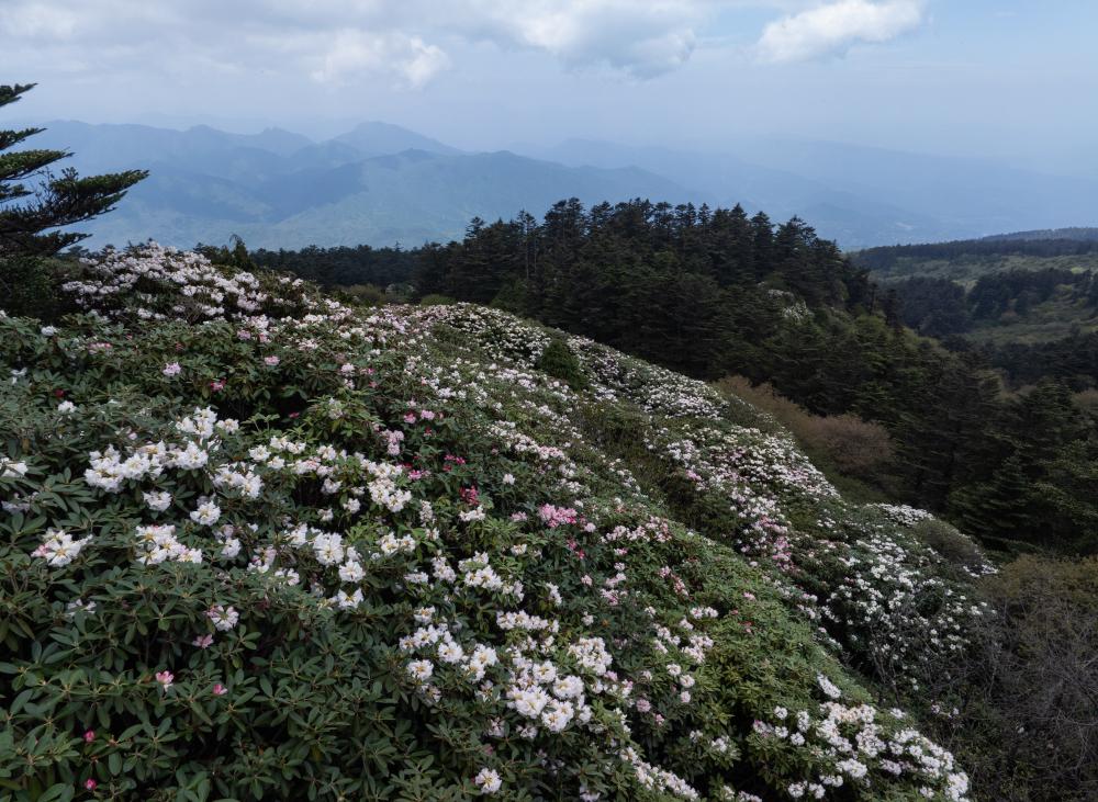 SichuanMosaics | A glance into Kingdom of Azalea in SW China's Sichuan ...
