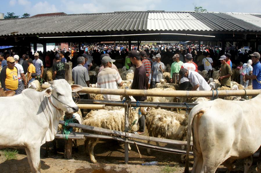 Orang-orang membeli hewan untuk ritual kurban di pasar ternak Indonesia – Xinhua