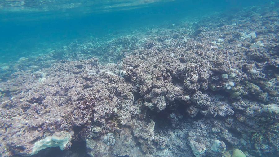 Ren'ai Jiao in eyes of fisherman: Coral reef suffering due to grounded ...