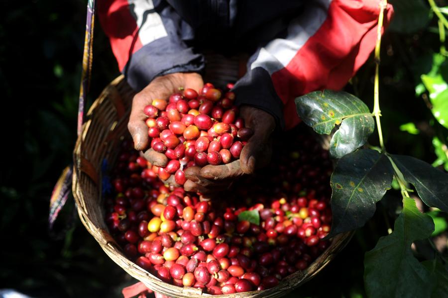 Memanen biji kopi di Indonesia-Xinhua