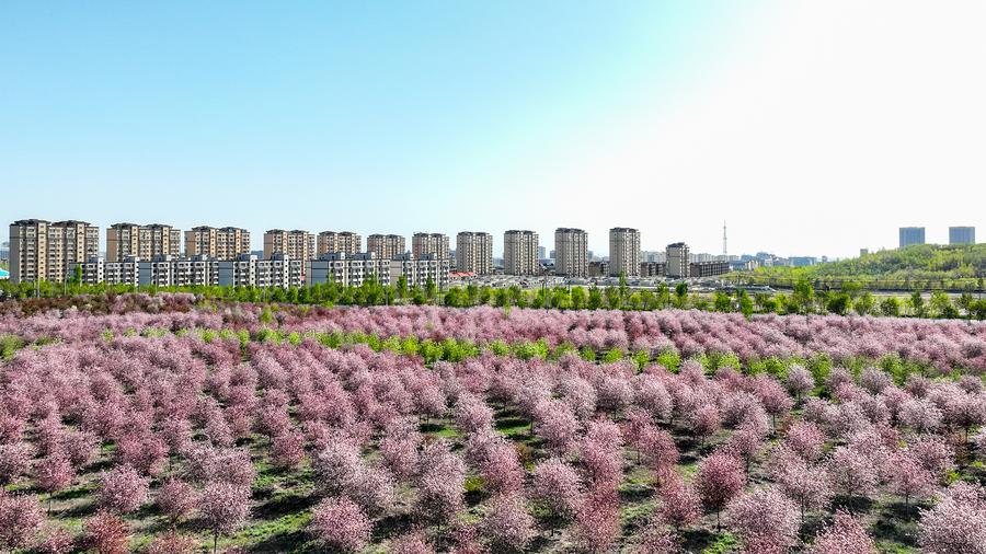 Tree planting brings shade and peace to Gobi desert town – Xinhua