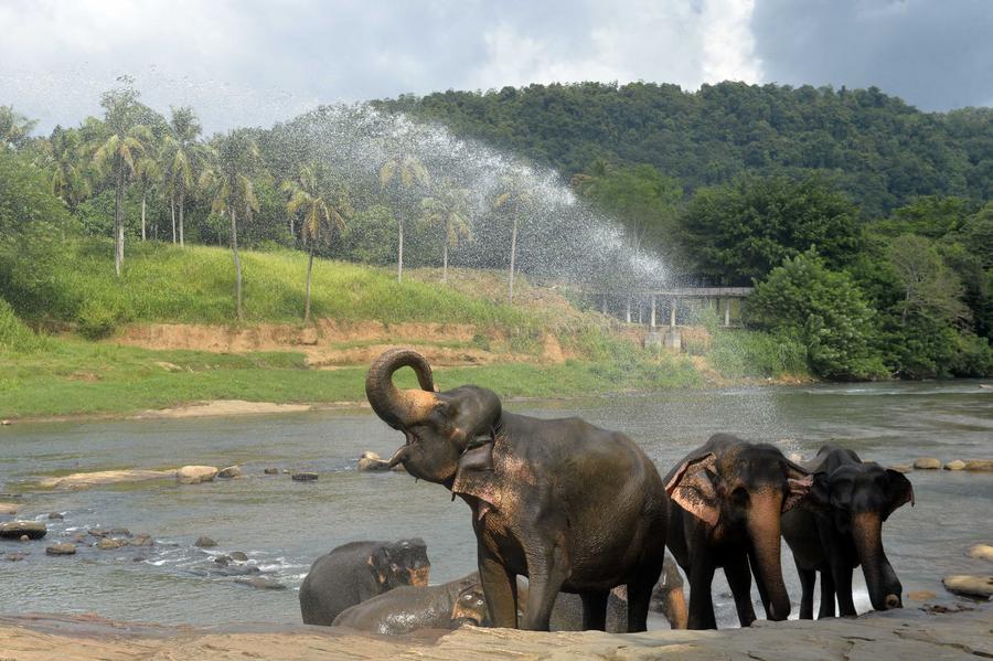 Orfanotrofio degli elefanti nello Sri Lanka – Xinhua