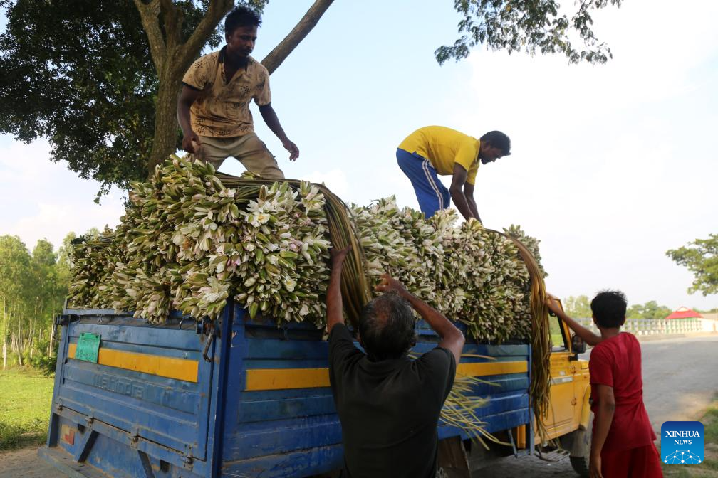 Water lily harvest season begins in Munshiganj, Bangladesh – Xinhua