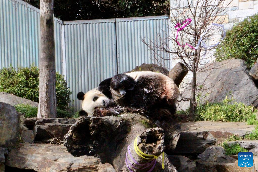 Birthday party for giant pandas Wang Wang and Fu Ni held in Australia – Xinhua