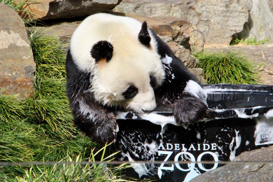 Australia’s Adelaide Zoo celebrates giant pandas’ birthday – Xinhua