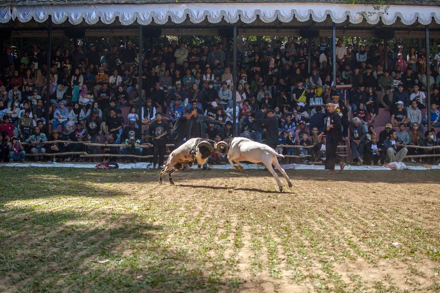 Adu domba tradisional di Indonesia-Xinhua