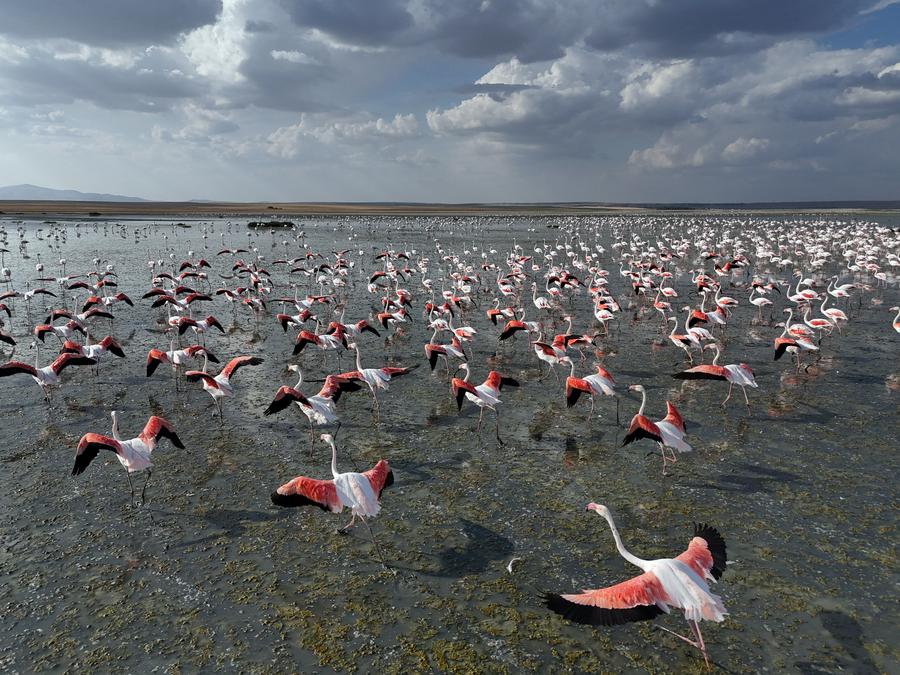 Conservation efforts for flamingos in Turkish lake show progress