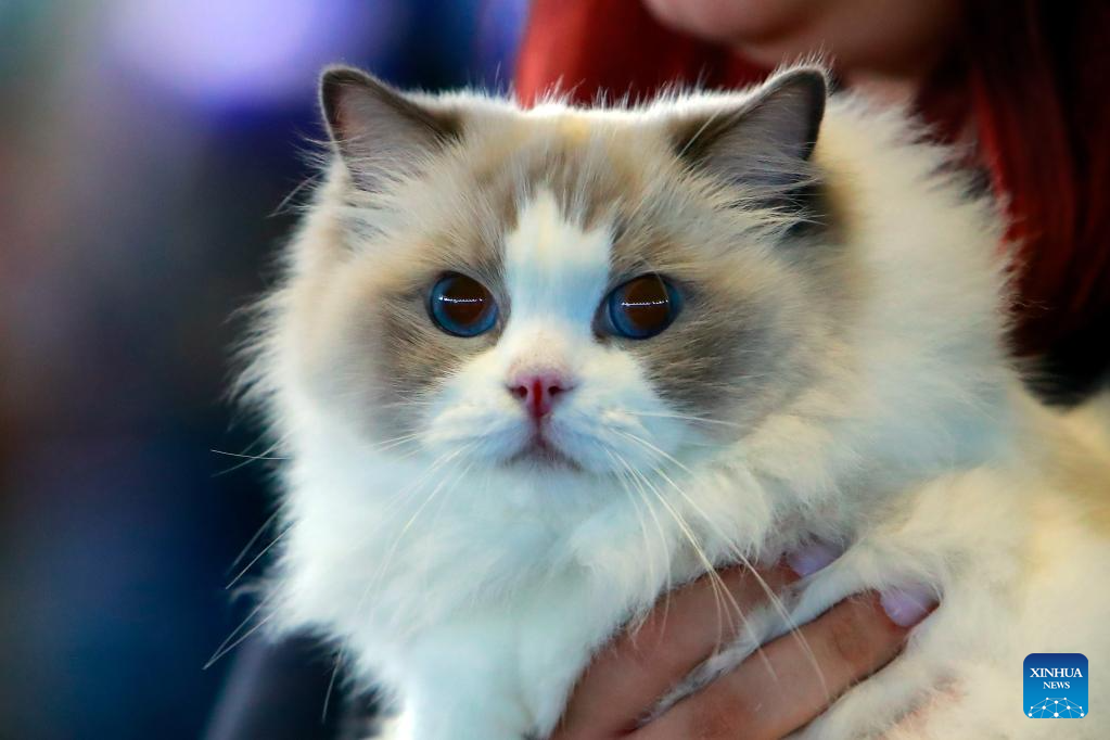 Int'l Feline Beauty Contest Held In Bucharest, Romania-Xinhua