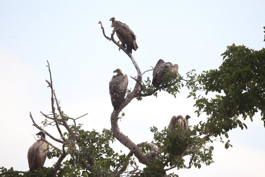 (Hello Africa) Kenyan nomads on frontline of saving Africa's vultures ...