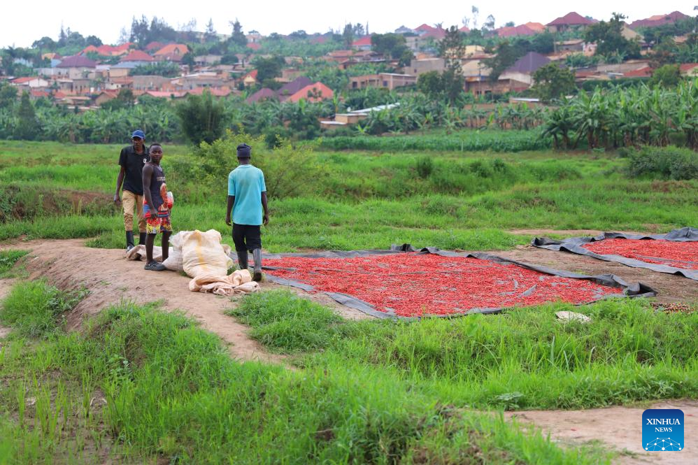 Farming In Rwanda Feature: Rwandan chili farmer transforms agriculture with expertise ...