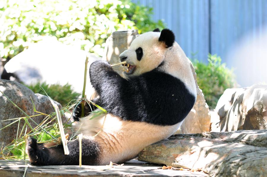 Album: Giant pandas debut in Adelaide, South Australia-Xinhua
