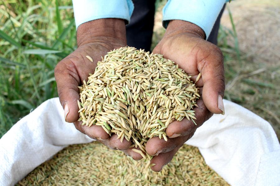 Indonesia needs 4 mln tons of rice for free nutritious meal program-Xinhua