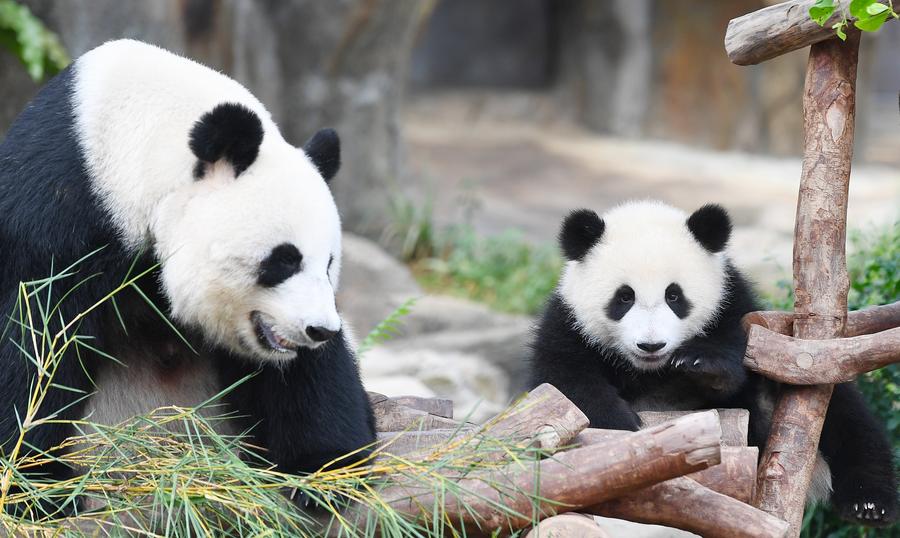 Hong Kong-born giant panda twins named Jia Jia, De De-Xinhua