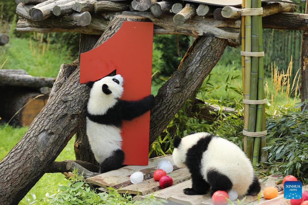 Feature: Second pair of Germany-born panda twins celebrate 1st