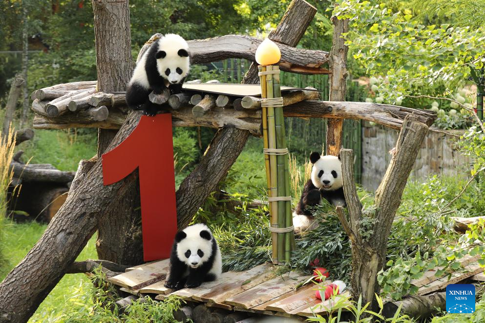 Feature: Second pair of Germany-born panda twins celebrate 1st