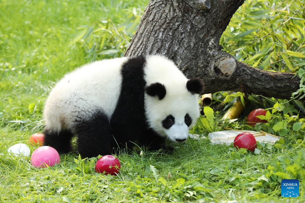 Feature: Second pair of Germany-born panda twins celebrate 1st
