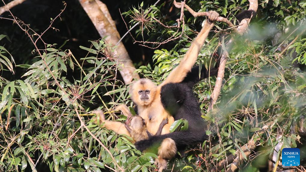 China Focus Hainan Tropical Rainforest Brings China s Ecology China Focus Hainan Tropical Rainforest Brings China s Ecology