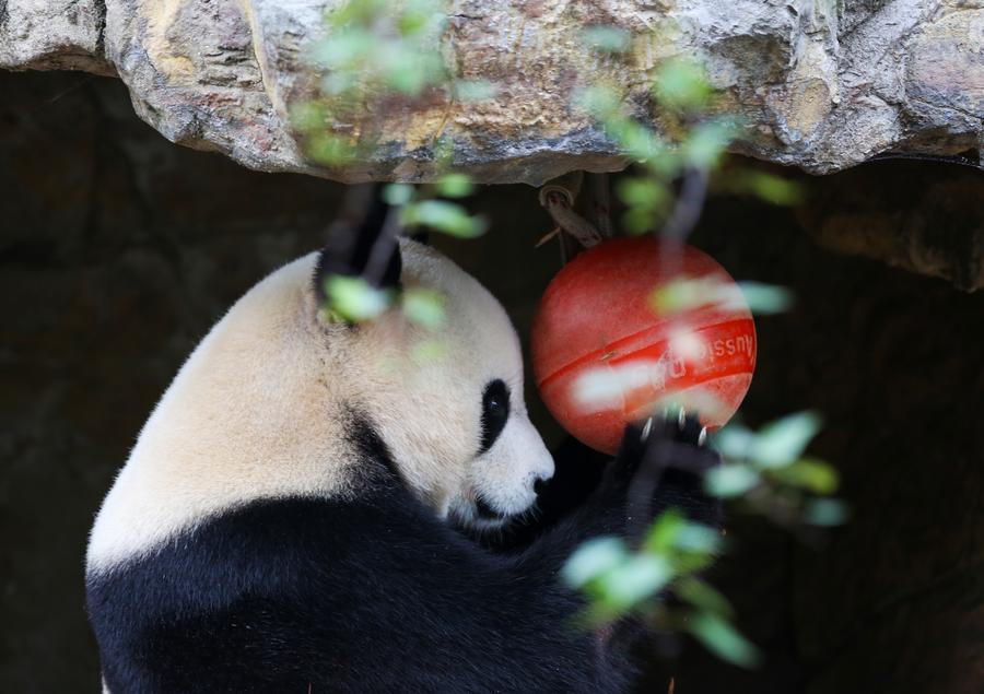 Album: Giant panda pair living in Adelaide, Australia-Xinhua