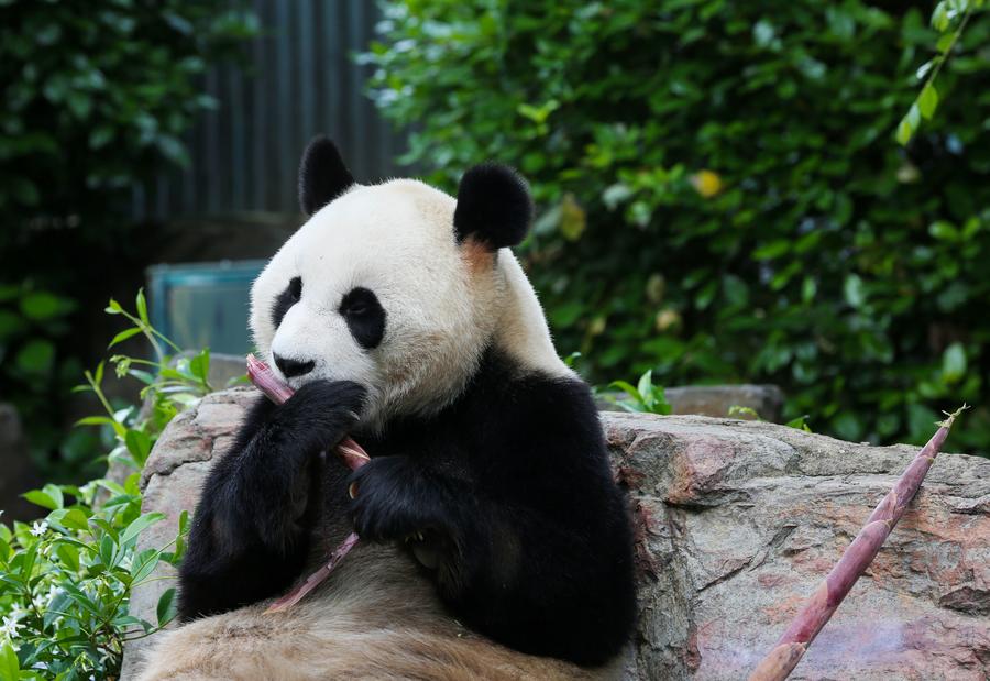 Album: Giant panda pair living in Adelaide, Australia-Xinhua
