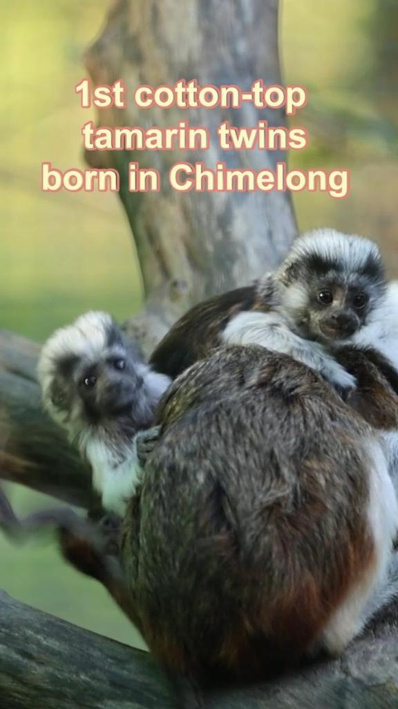 Chimelong announces birth of first cotton-top tamarin twins