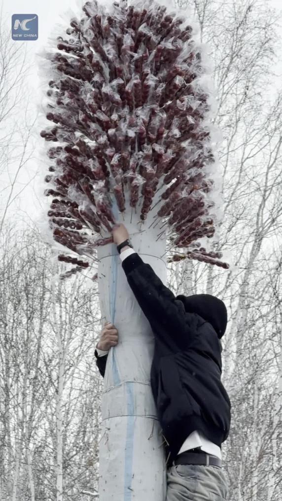 Climb the "tree", eat for free! Giant candied hawthorn trees light up north China winter festival