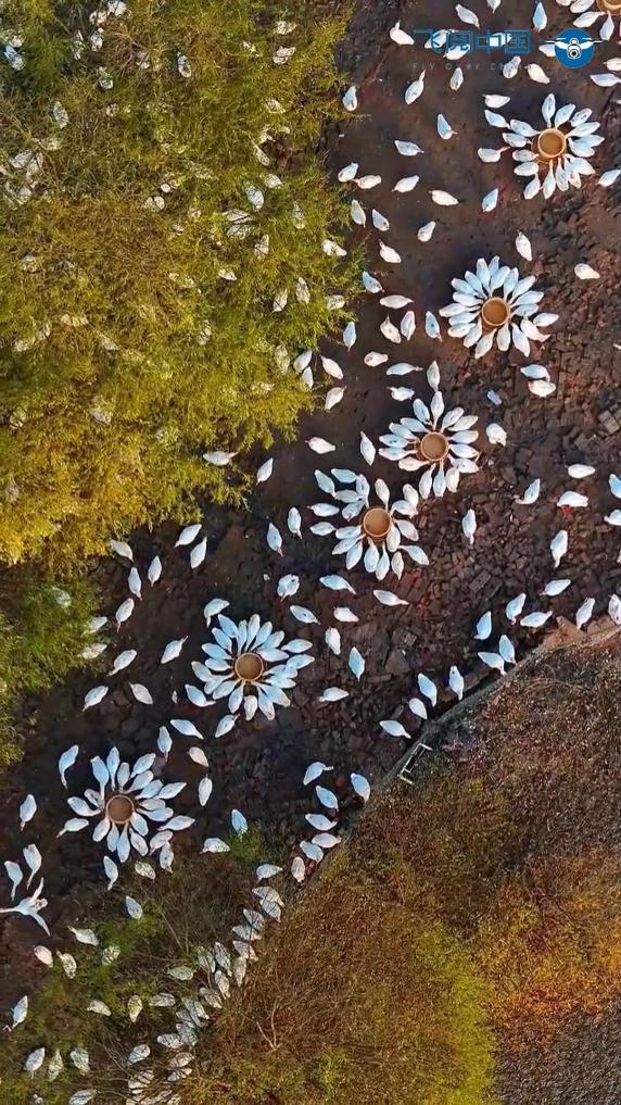 FlyOverChina | Geese resembling blooming flowers in E China's Jiangsu
