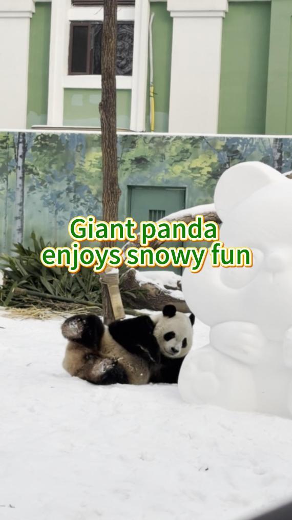 Giant panda enjoys snowy fun in NE China's Harbin