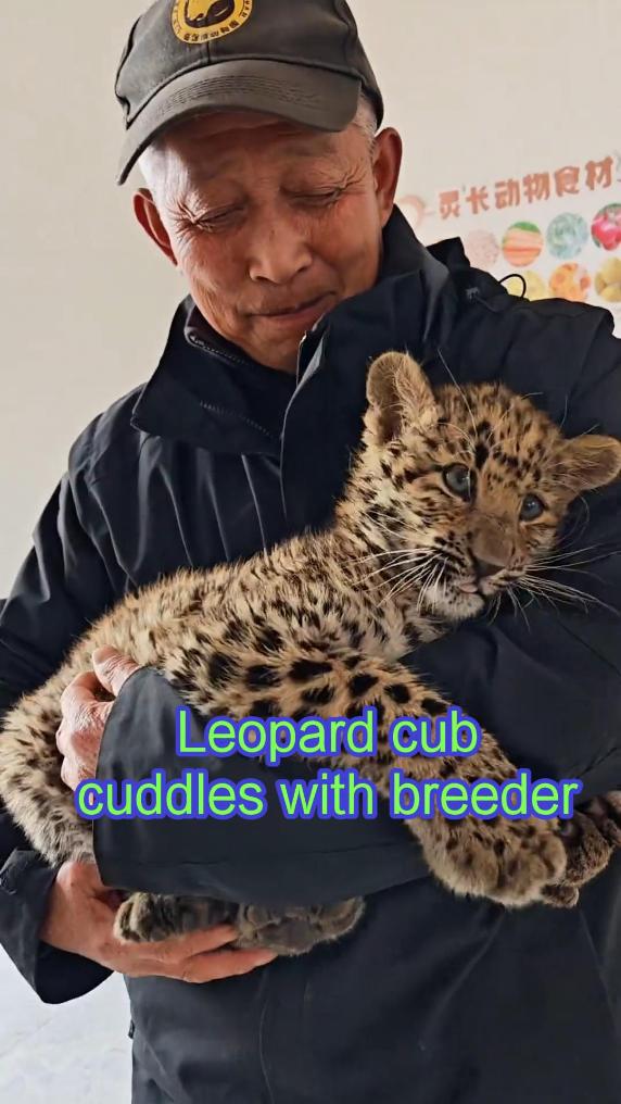 Leopard cub cuddles with breeder in China's Shanxi