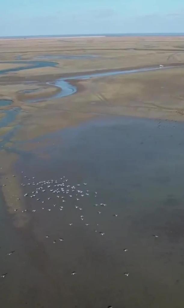 60"FlyOverChina | Chongming Dongtan national nature reserve