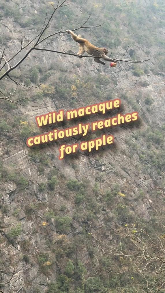 Wild macaque cautiously reaches for apple