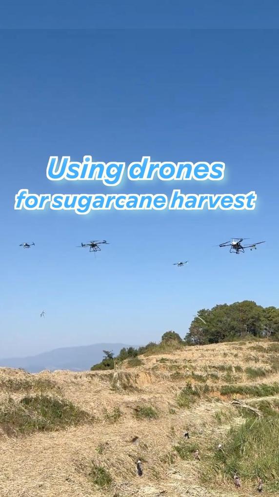 Using drones for sugarcane harvest in rural China