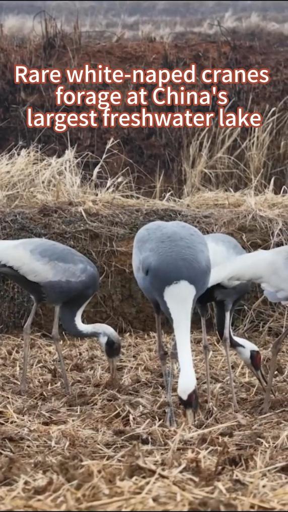 Rare white-naped cranes forage at China's largest freshwater lake