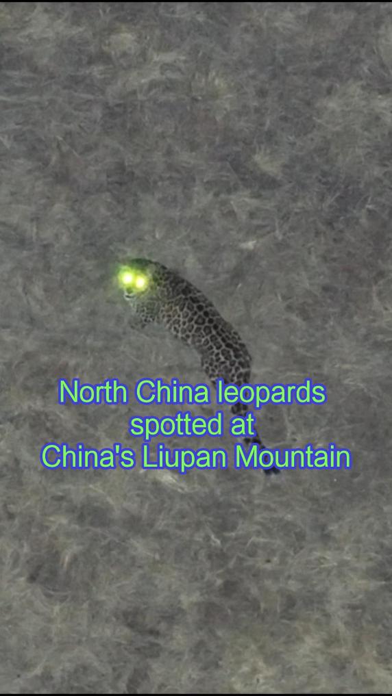 North China leopards spotted in NW China's Ningxia