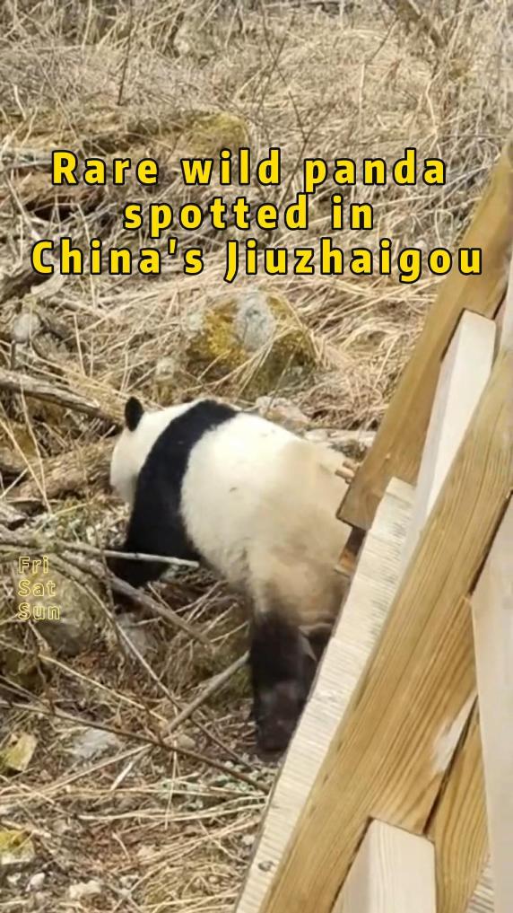 Rare wild giant panda spotted in China's Jiuzhaigou