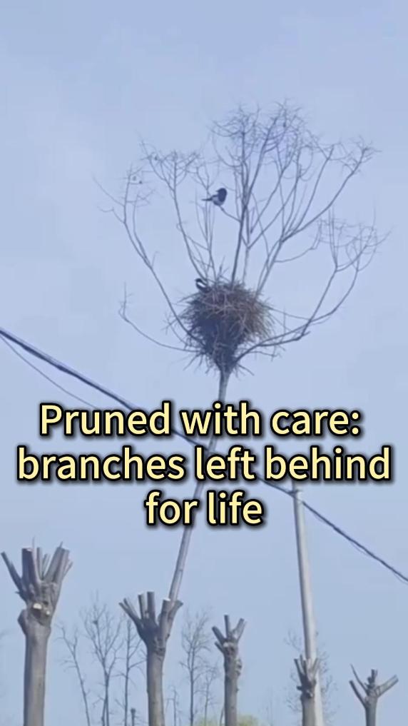 Tree pruning in E China leaves bird nests undisturbed