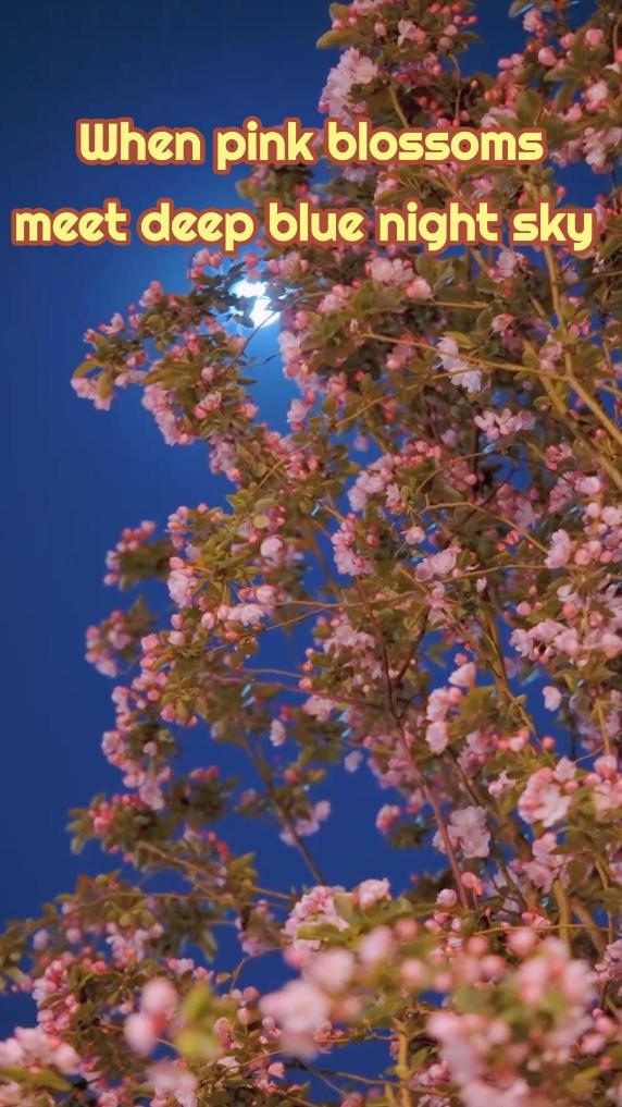 Crabapple blossoms light up Tianjin's streets under moonlight
