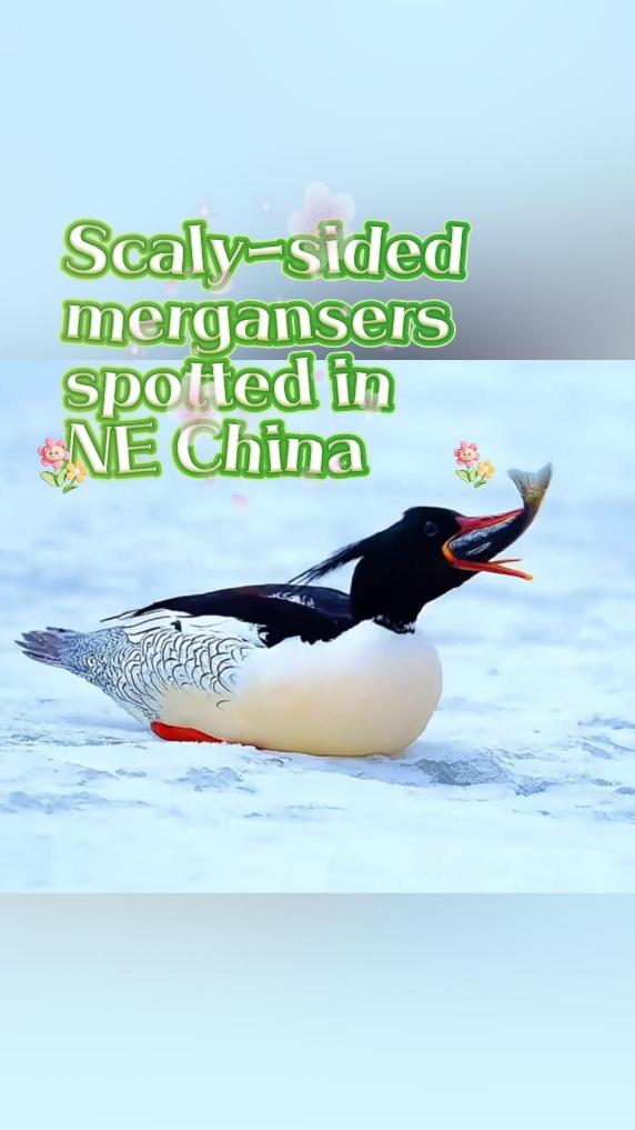 Scaly-sided mergansers spotted in NE China