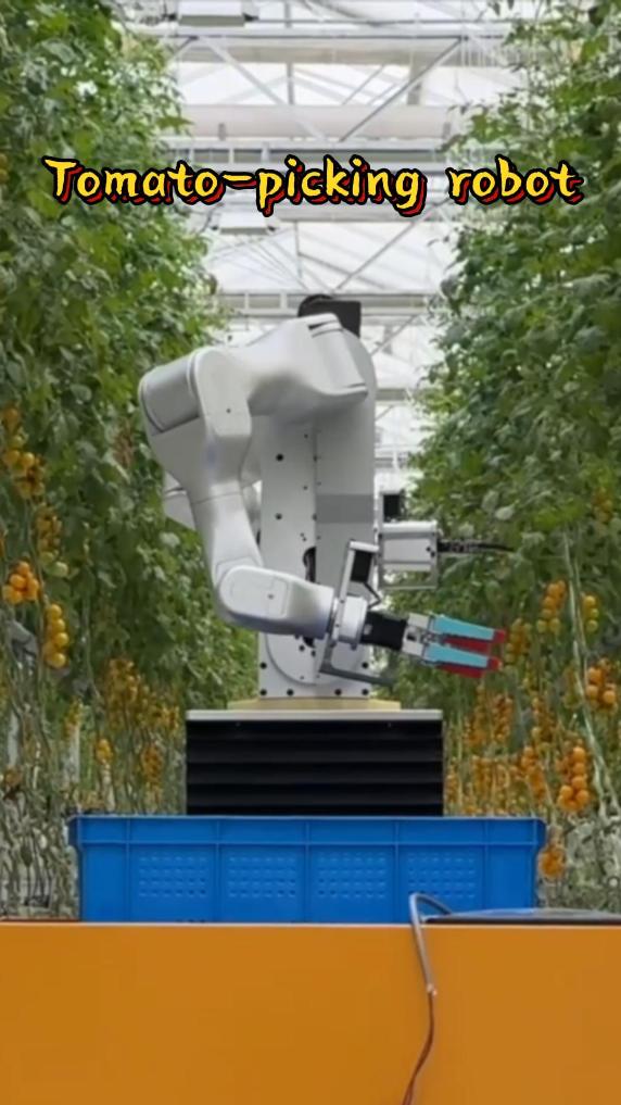 Chinese researchers develop tomato-picking robot