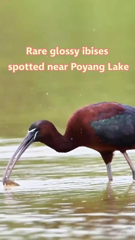 Rare glossy ibises spotted near Poyang Lake in east China