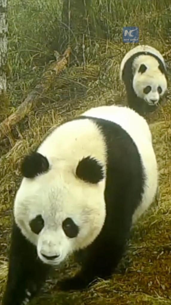 Rare wildlife caught on camera in Giant Panda National Park