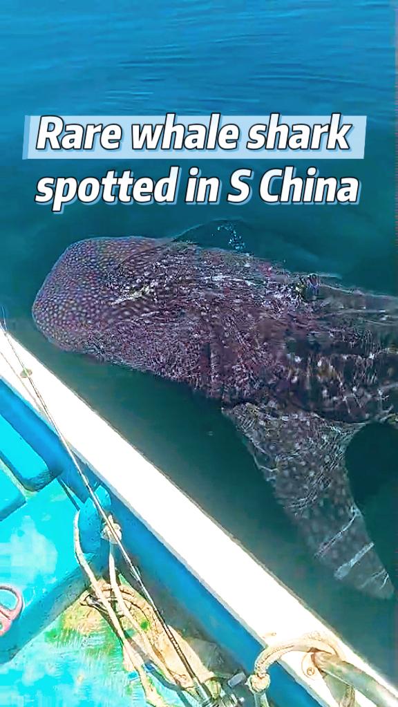 Rare whale shark spotted in S China