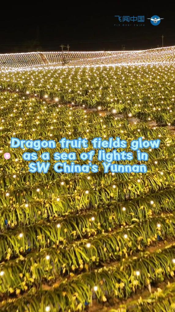 60"FlyOverChina | Dragon fruit fields glow as a sea of lights in SW China's Yunnan
