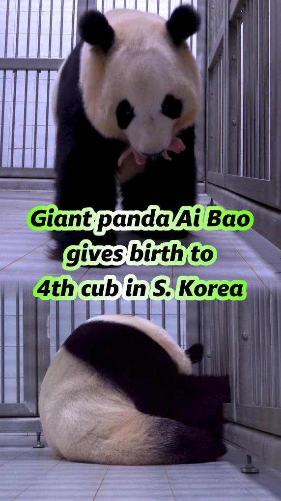Giant panda on loan from China gives birth to fourth cub in S. Korea