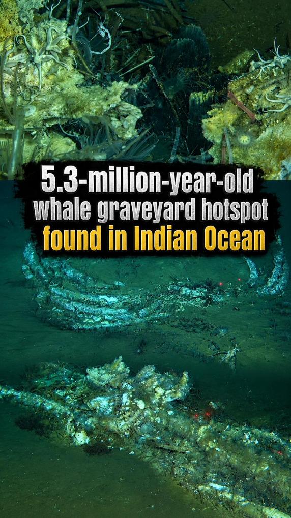 5.3-million-year-old whale graveyard hotspot found in Indian Ocean