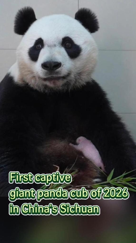 First captive giant panda birth of 2026 in China's Sichuan