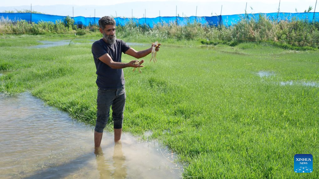 Feature: A leap toward recovery -- frog farming brings new hope for ...