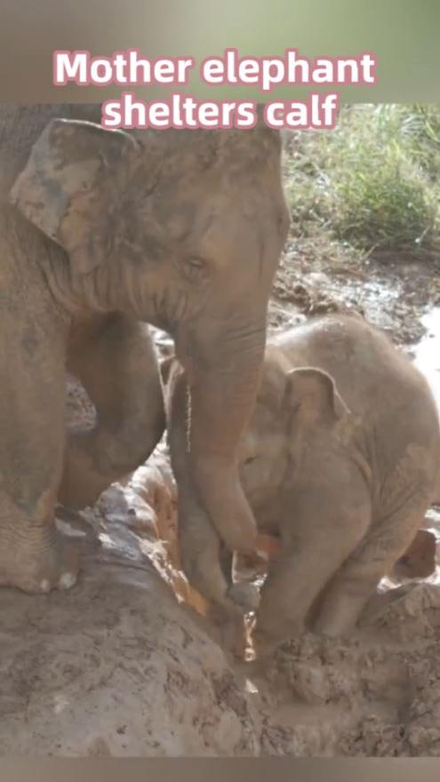Mother elephant shelters calf in SW China