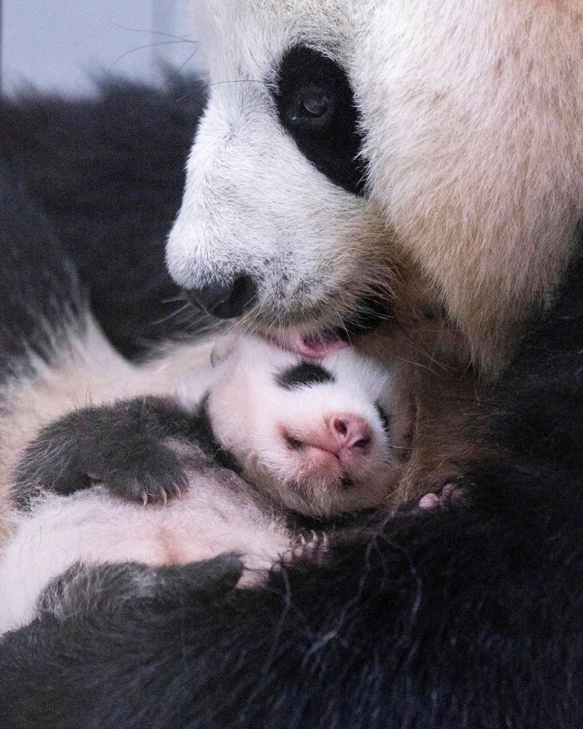 panda様 Asia Album: Newborn giant panda cub in S. Korea-Xinhua